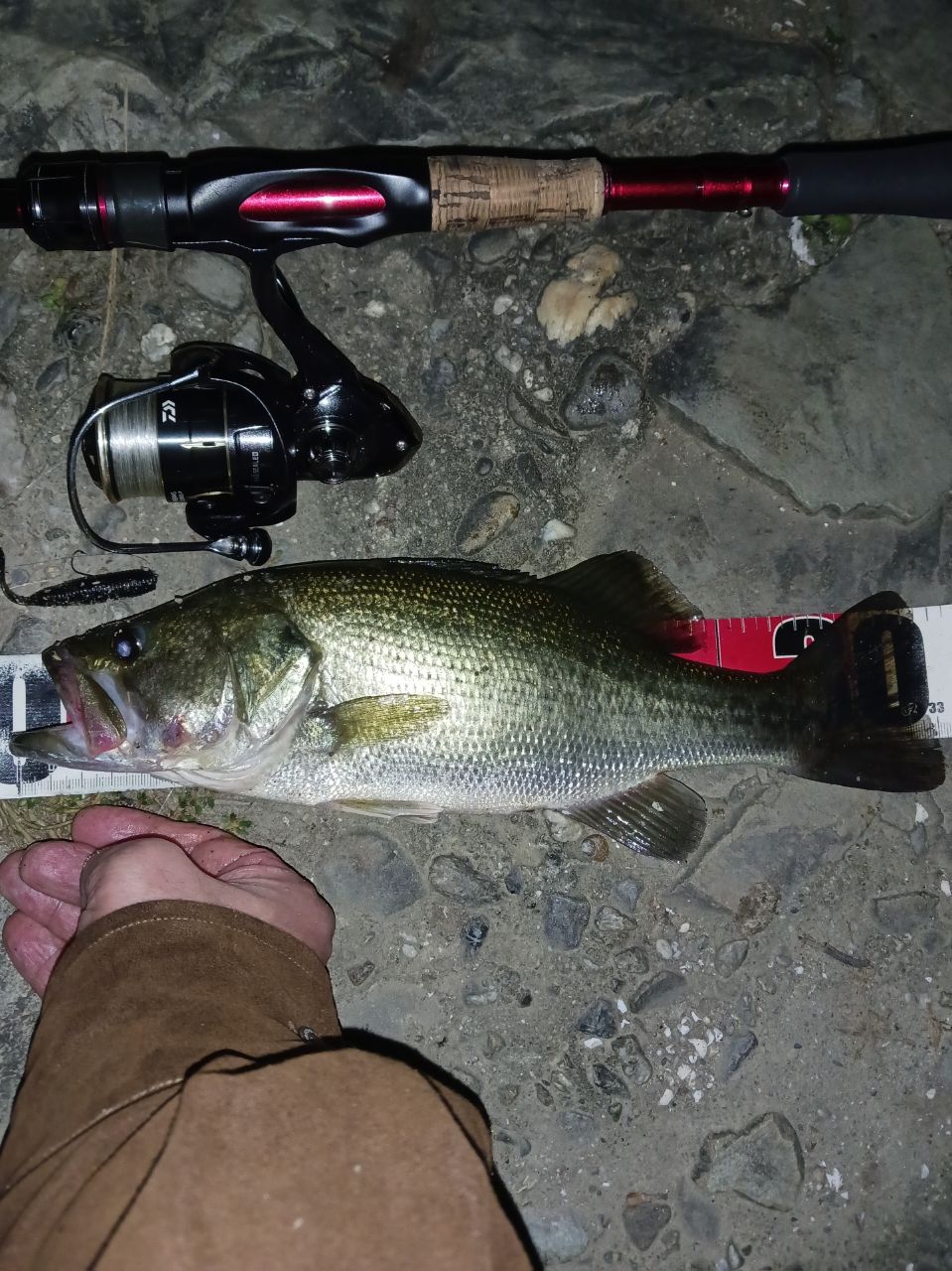 DAIWA 20ブレイゾン モバイル 666TLSの最安値・インプレ・釣果 | 本音