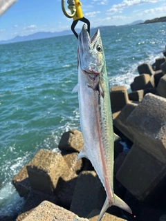 サゴシの釣果