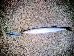 カマスの釣果