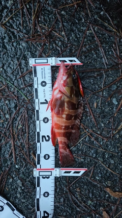 アカハタの釣果