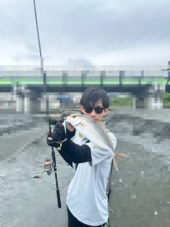 ショゴの釣果