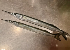 サヨリの釣果