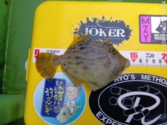 カワハギの釣果