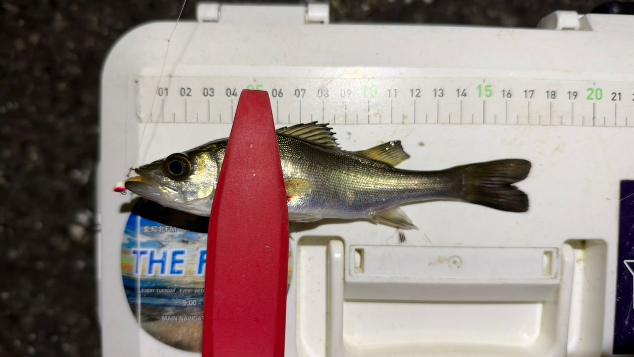 AbuGarcia クロスフィールド XRFS-642ULの最安値・インプレ・釣果