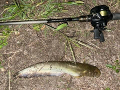 マナマズの釣果