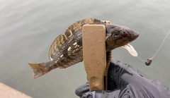 アイナメの釣果