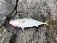 ワラサの釣果
