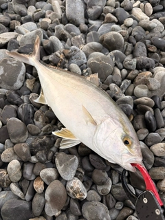 ショゴの釣果