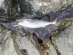 イナダの釣果