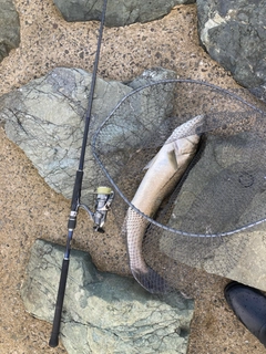 スズキの釣果