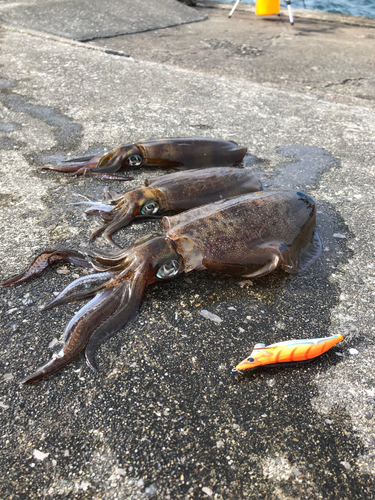 アオリイカの釣果