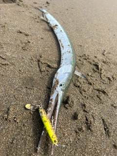 ダツの釣果