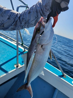 カンパチの釣果
