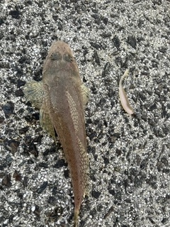 メゴチの釣果