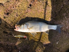 ヒラスズキの釣果