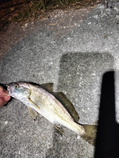 イシモチの釣果