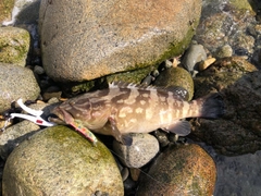 クエの釣果