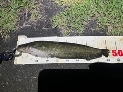 ナマズの釣果