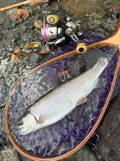 ニジマスの釣果
