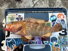 キジハタの釣果