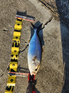 ショゴの釣果