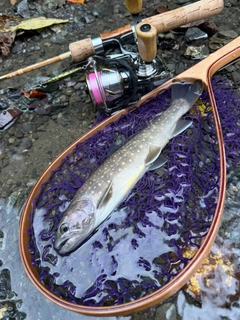イワナの釣果