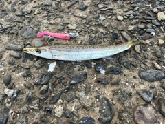 カマスの釣果