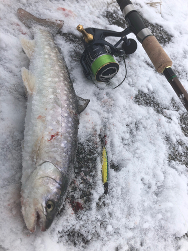 アメマスの釣果