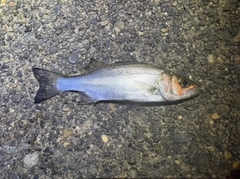 セイゴ（ヒラスズキ）の釣果
