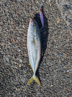 ツバスの釣果