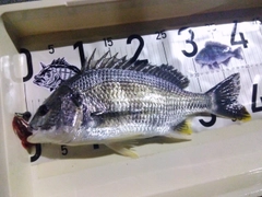 キビレの釣果