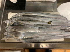 タチウオの釣果