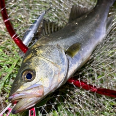 セイゴ（マルスズキ）の釣果