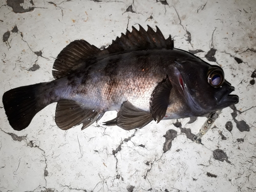 クロメバルの釣果