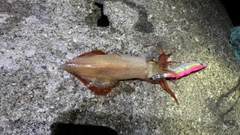 シロイカの釣果