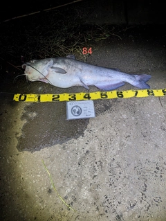 アメリカナマズの釣果