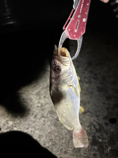 ニベの釣果