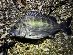 クロダイの釣果