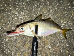 マアジの釣果