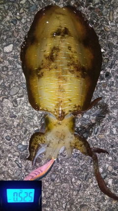 アオリイカの釣果