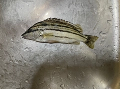 シマイサキの釣果