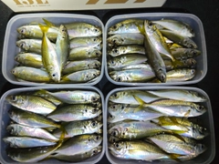 アジの釣果