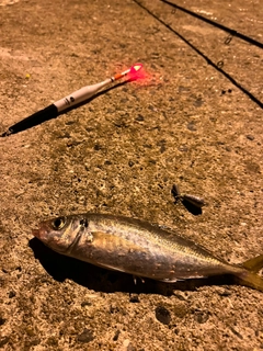 マアジの釣果