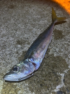 マサバの釣果