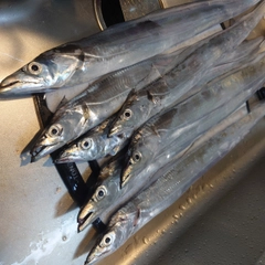 タチウオの釣果