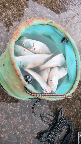 コハダの釣果