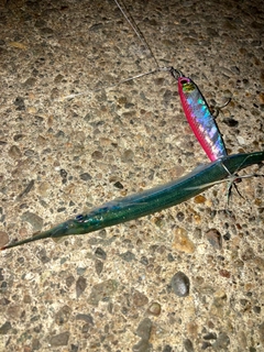 サヨリの釣果