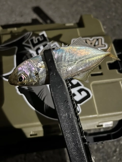 マアジの釣果