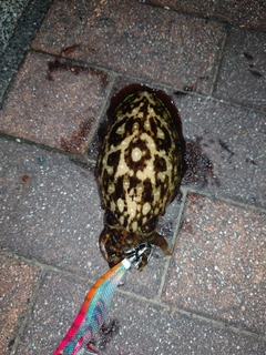 コウイカの釣果