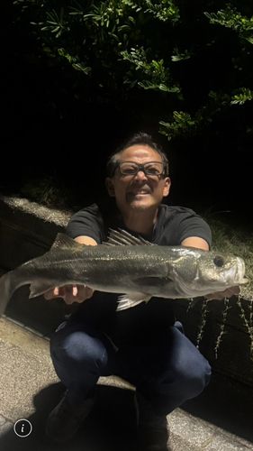 釣り太郎 釣り太郎0252 さんの釣り人プロフィール - アングラーズ | 釣果600万件